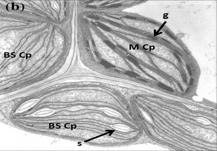 Chloroplasts