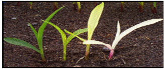 seedlings