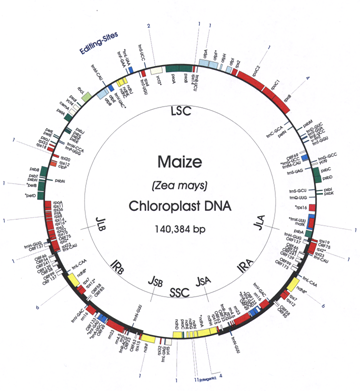 maize_cp_genome